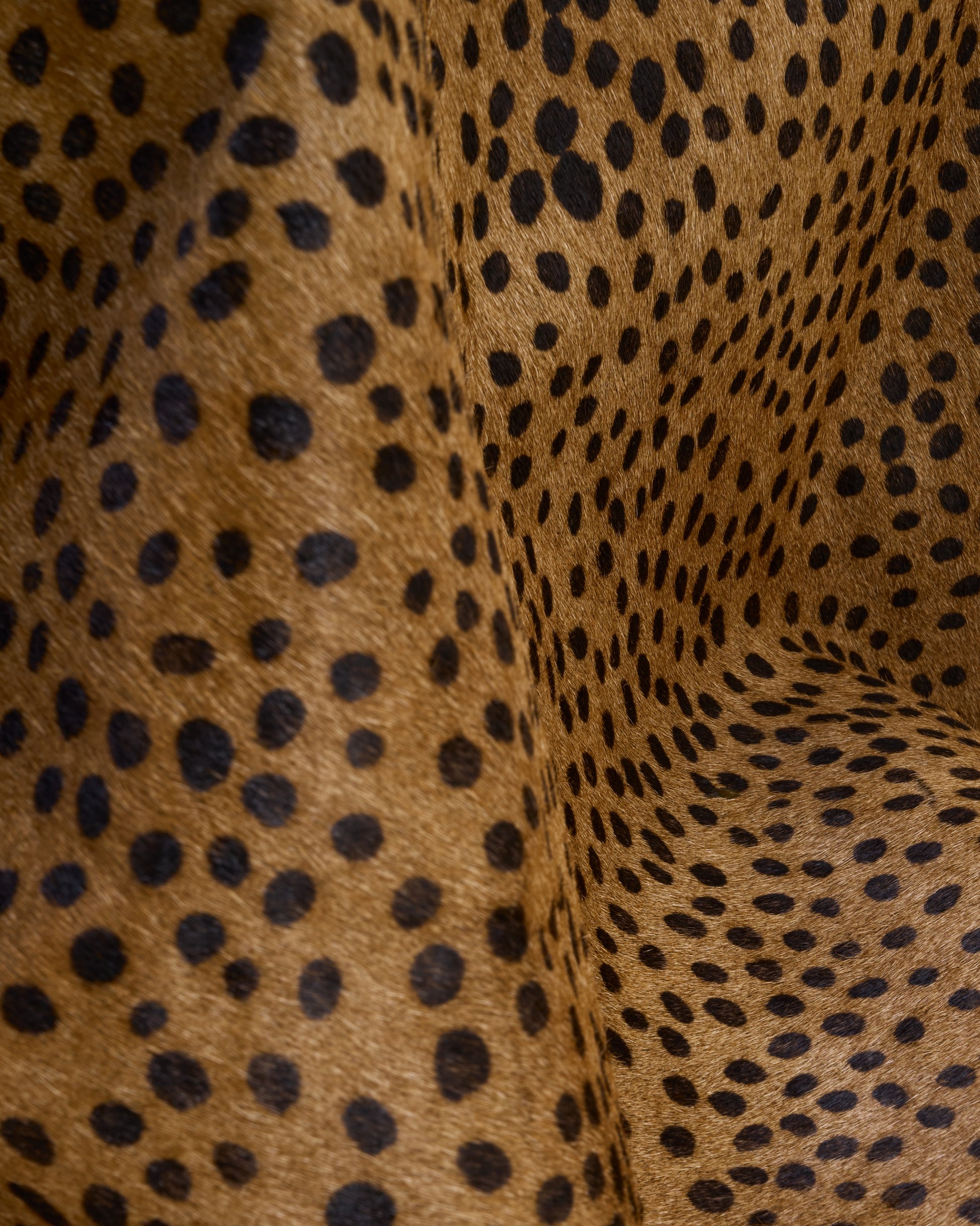 Dotted feline jacket