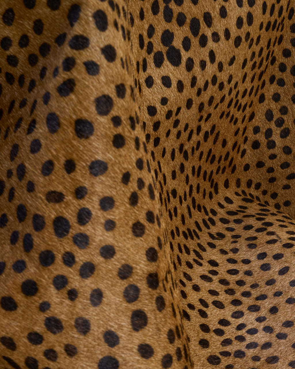 Dotted feline jacket